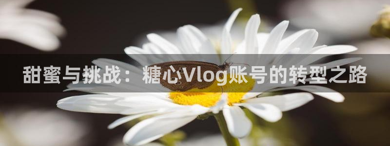 糖心vlog女主有哪些：甜蜜与挑战：糖心Vlog账号的转型之路