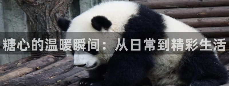 糖心vlog 自拍：糖心的温暖瞬间：从日常到精彩生活