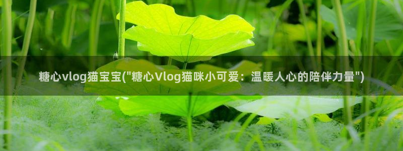 糖心vlog备用网址：糖心vlog猫宝宝(\